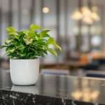 Latino Entrepreneurs Boost Sustainability in Hospitality